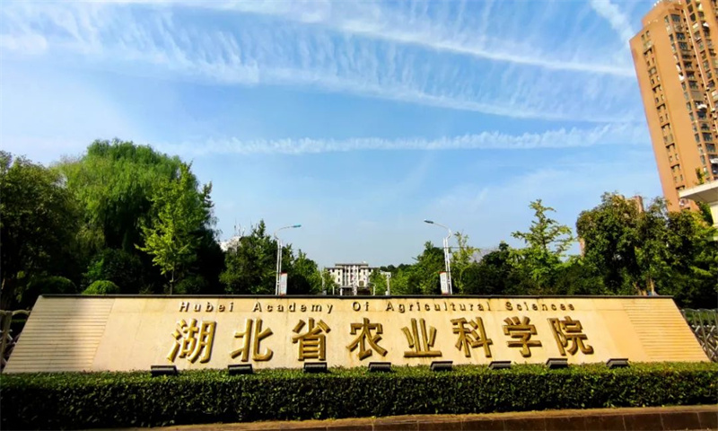 湖北农业科技楼——引领洪山区科技创新新篇章